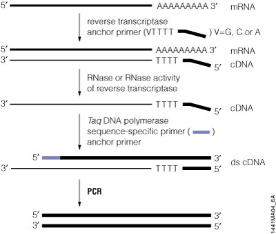 PCR Amplification